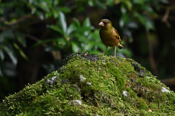 Grey-capped Greenfinch 西湖野鳥の森公園 Wed, 7/27/2022