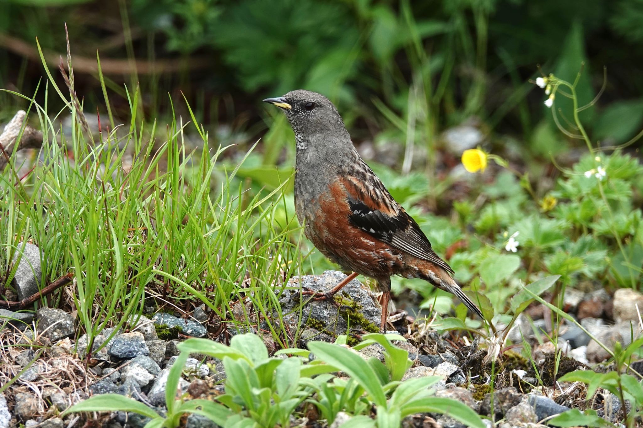 Alpine Accentor