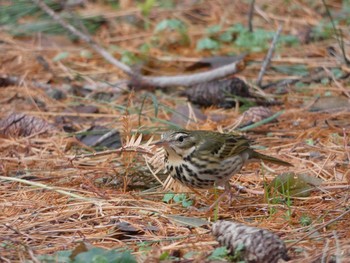 Olive-backed Pipit Nagai Botanical Garden Thu, 1/18/2018