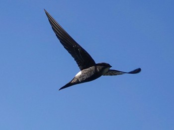 アマツバメ 知床峠 2022年7月13日(水)