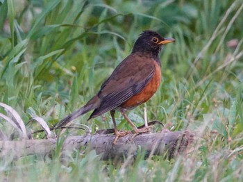 Izu Thrush Miyakejima Island Sun, 6/26/2022