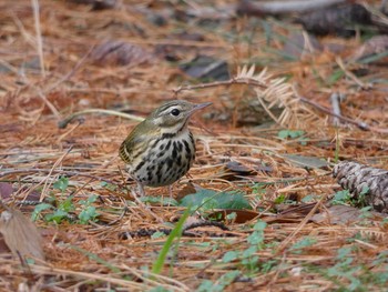 Olive-backed Pipit Nagai Botanical Garden Thu, 1/18/2018