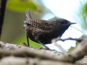 Eurasian Wren(mosukei) Miyakejima Island Fri, 6/24/2022