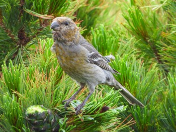 Pine Grosbeak Shiretoko Pass Wed, 7/13/2022