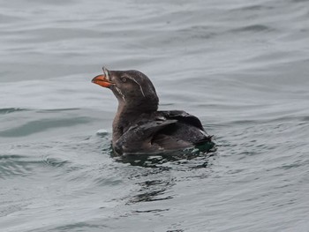 Rhinoceros Auklet 落石ネイチャークルーズ Fri, 7/15/2022