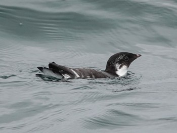 Ancient Murrelet 落石ネイチャークルーズ Fri, 7/15/2022