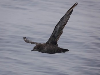 Short-tailed Shearwater 羅臼ネイチャークルーズ Wed, 7/13/2022