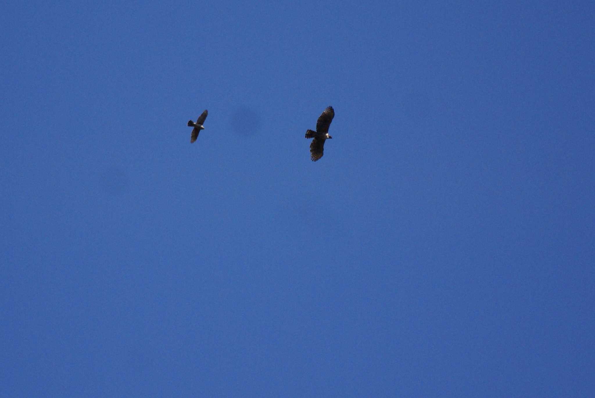 Photo of Mountain Hawk-Eagle at 埼玉県 by bea