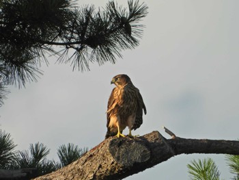 Eurasian Goshawk 自宅 Wed, 7/27/2022