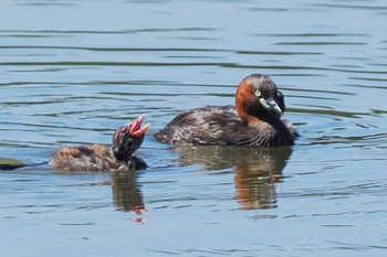 Little Grebe Isanuma Sat, 7/23/2022