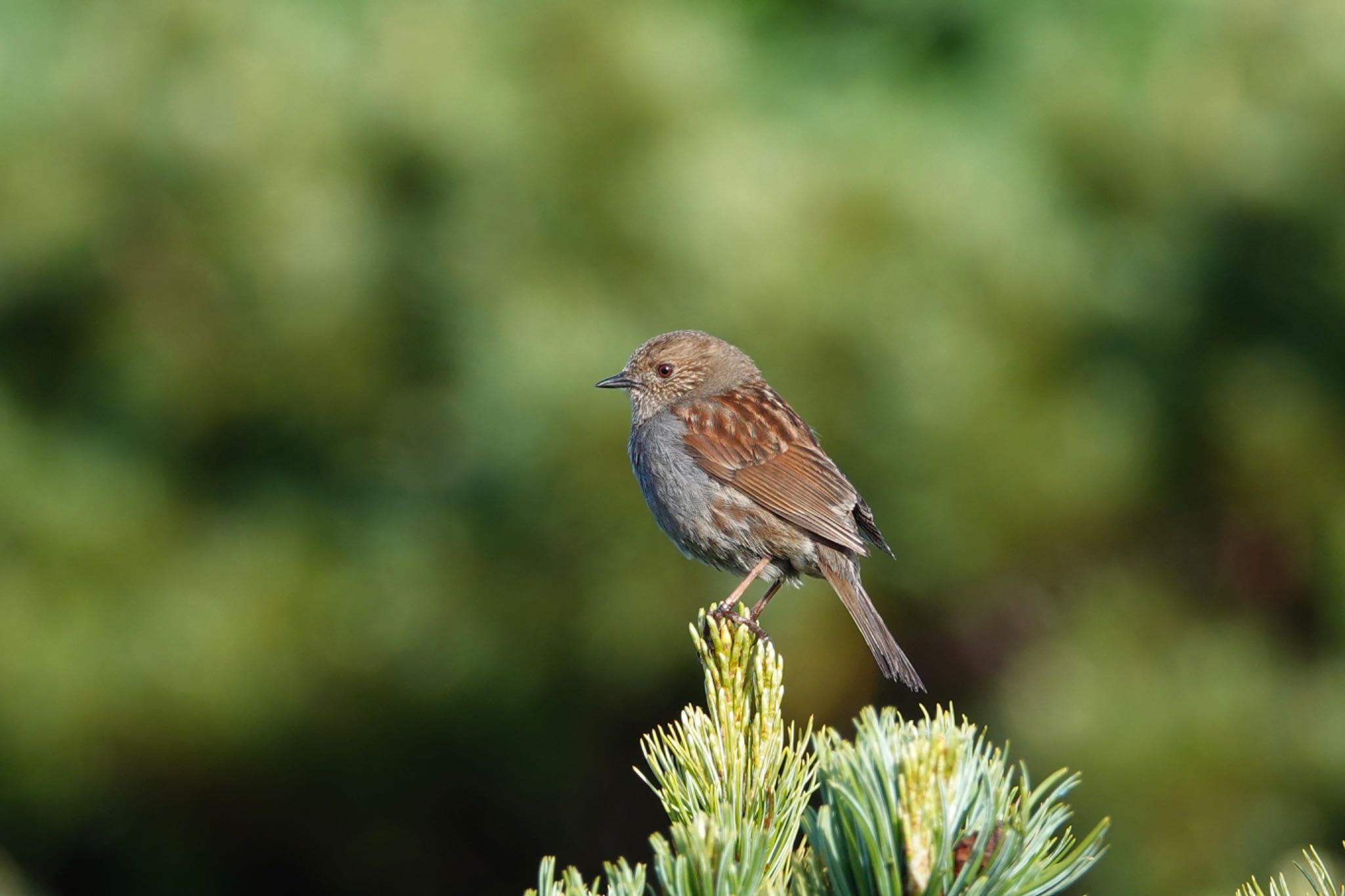 Japanese Accentor