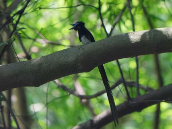 Black Paradise Flycatcher 八王子城跡 Thu, 7/28/2022