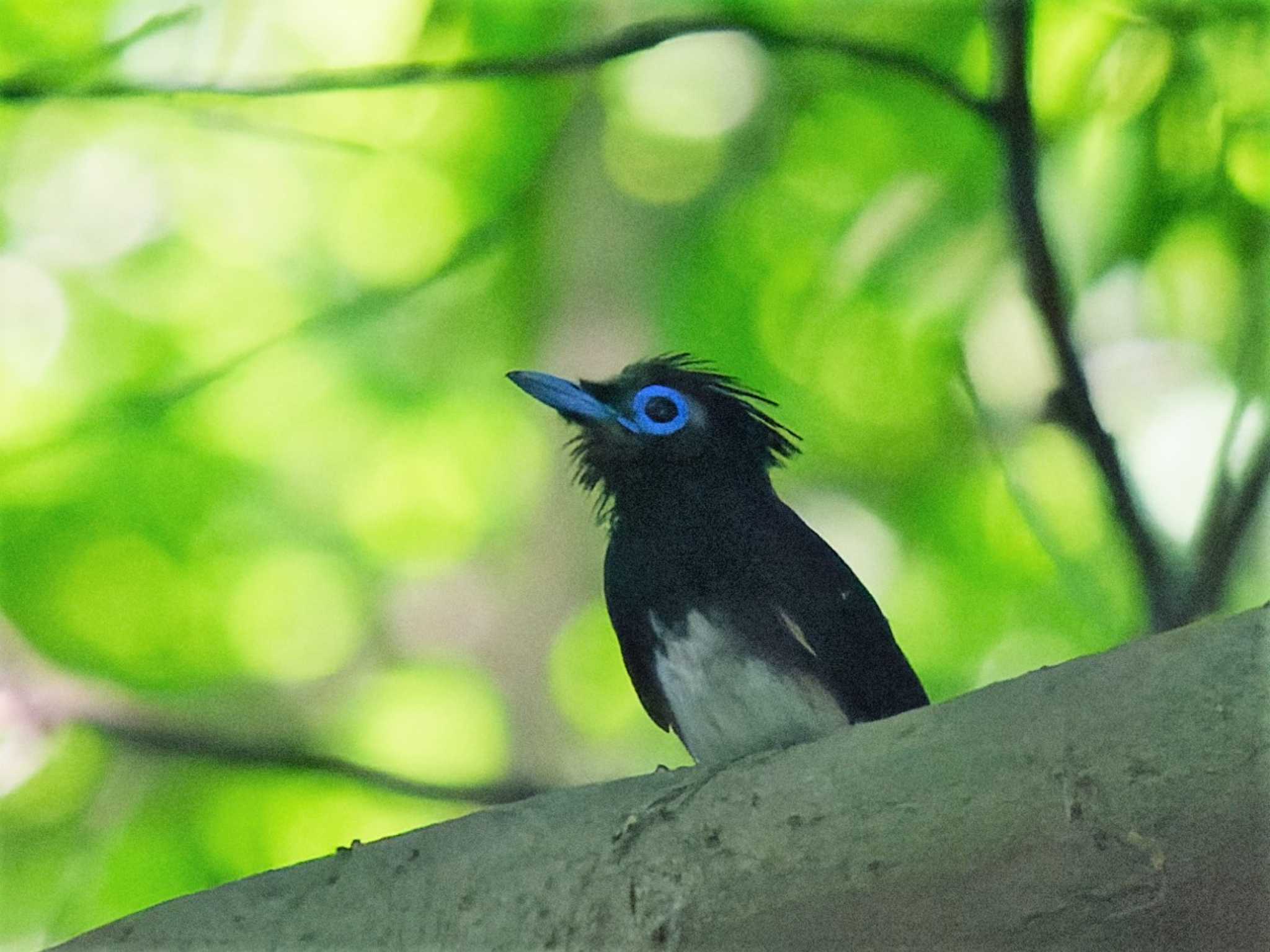 サンコウチョウ