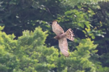 サシバ 天龍村 2022年7月9日(土)