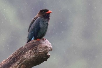 ブッポウソウ 天龍村 2022年7月10日(日)