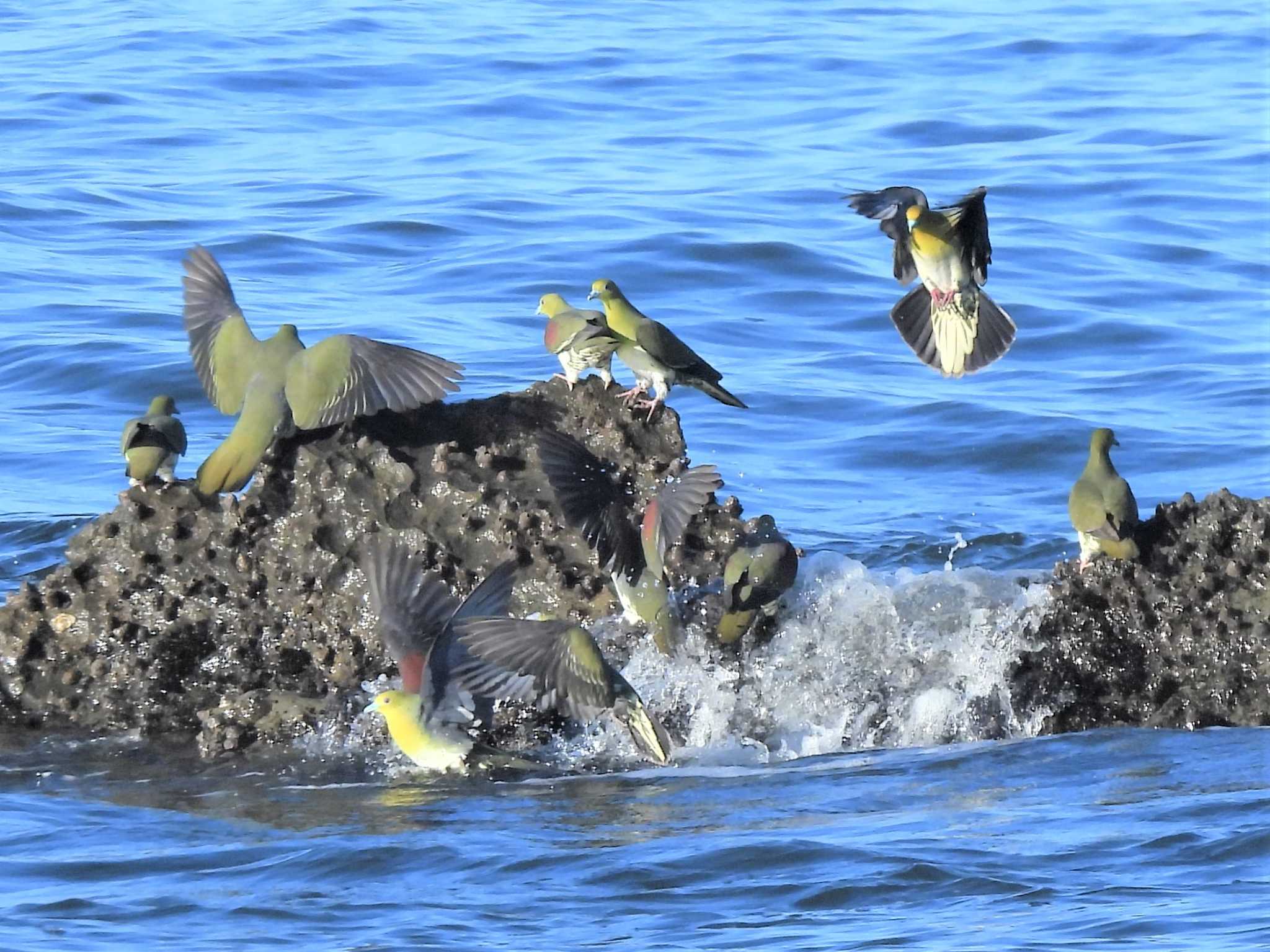 大磯照ヶ崎海岸 アオバトの写真 by モーさん