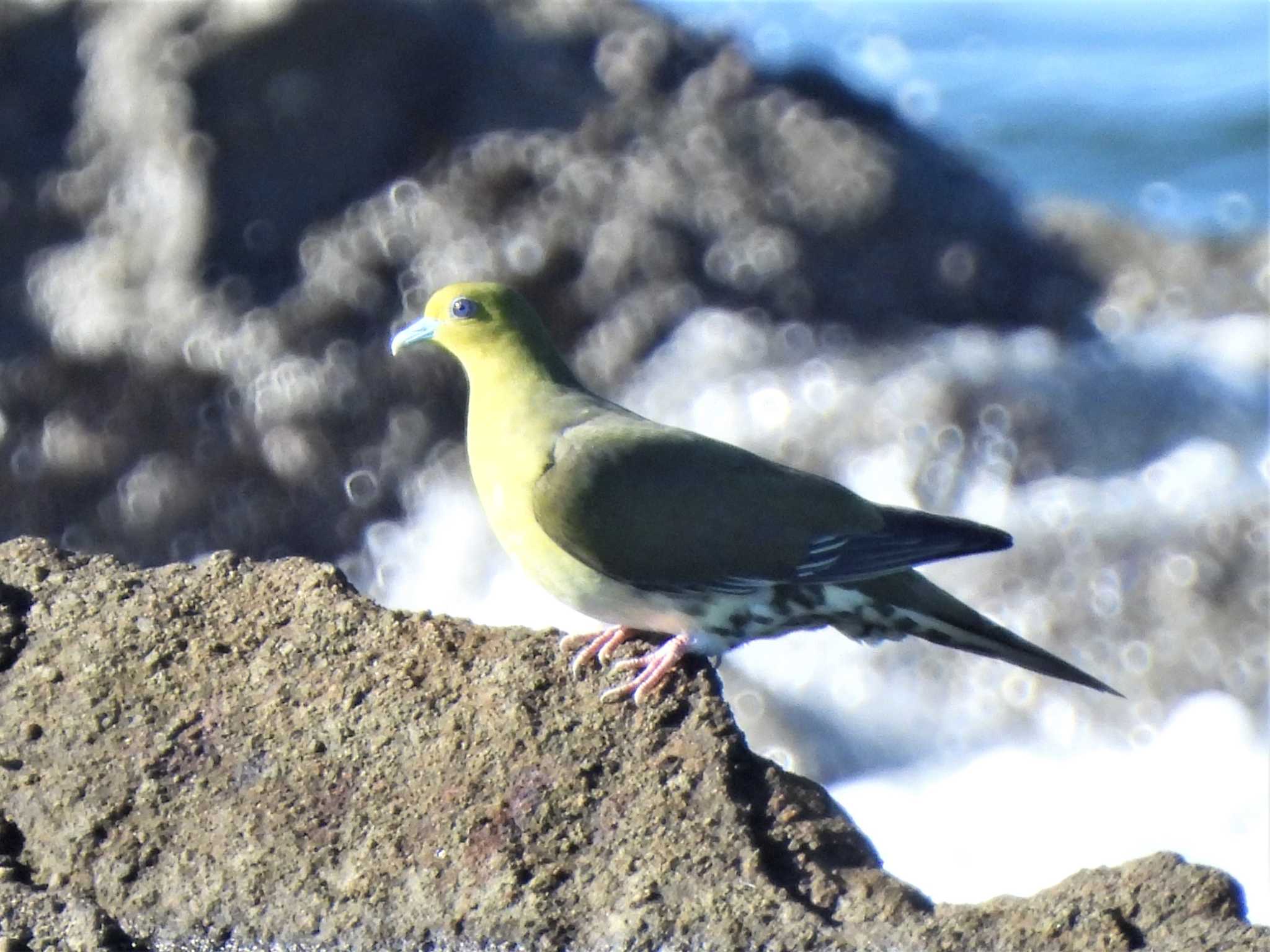 大磯照ヶ崎海岸 アオバトの写真 by モーさん