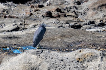 クロサギ 江ノ島 2022年7月29日(金)