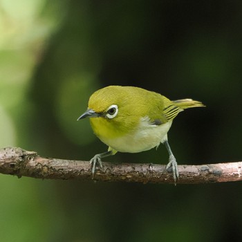 Warbling White-eye 権現山(弘法山公園) Mon, 6/13/2022