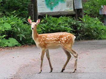 未同定 野幌森林公園 2022年7月13日(水)