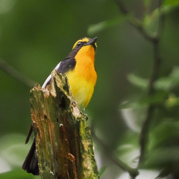 Narcissus Flycatcher Maioka Park Sat, 6/11/2022