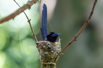 Sun, 7/24/2022 Birding report at 八王子城跡