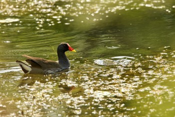 2022年7月29日(金) 南幌町三重湖の野鳥観察記録