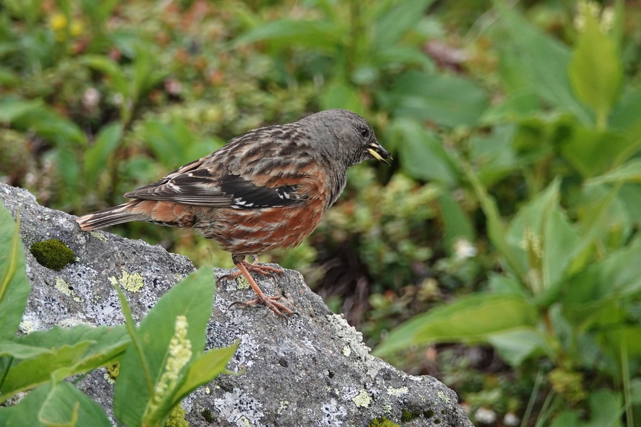 Alpine Accentor