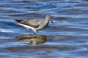 Grey-tailed Tattler 福岡市 Fri, 7/29/2022