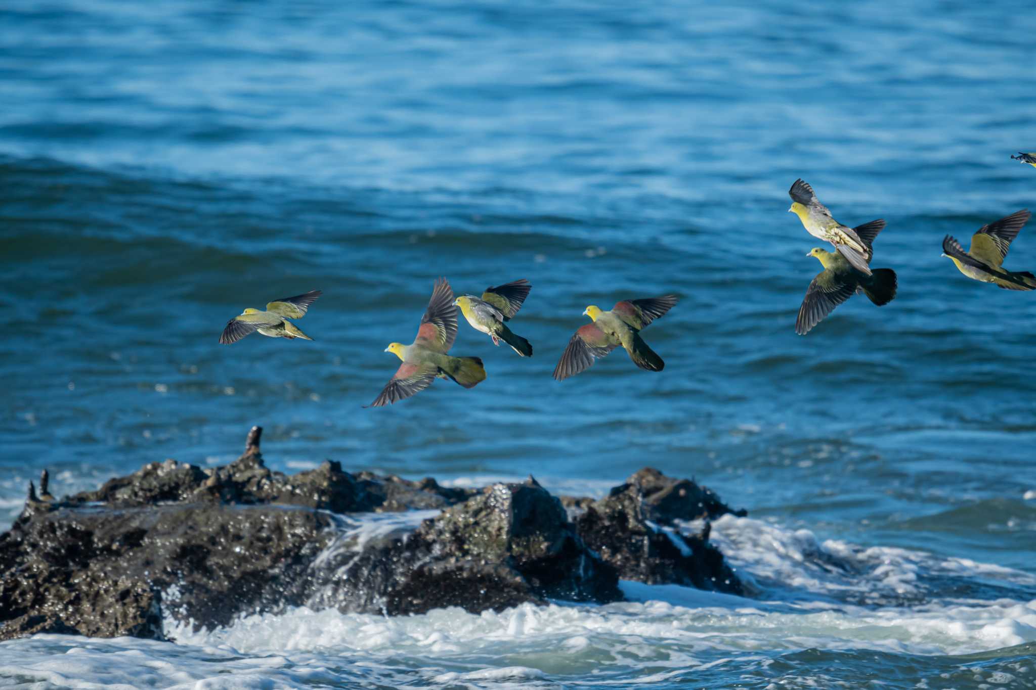 大磯照ヶ崎海岸 アオバトの写真 by Tosh@Bird