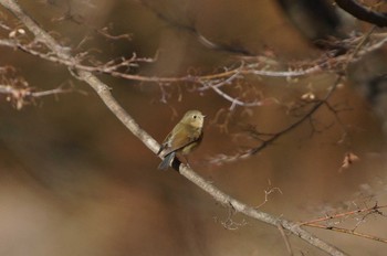 Red-flanked Bluetail 東京都多摩地域 Unknown Date