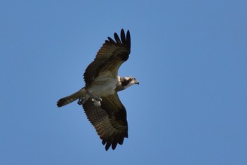 Osprey Unknown Spots Fri, 7/29/2022