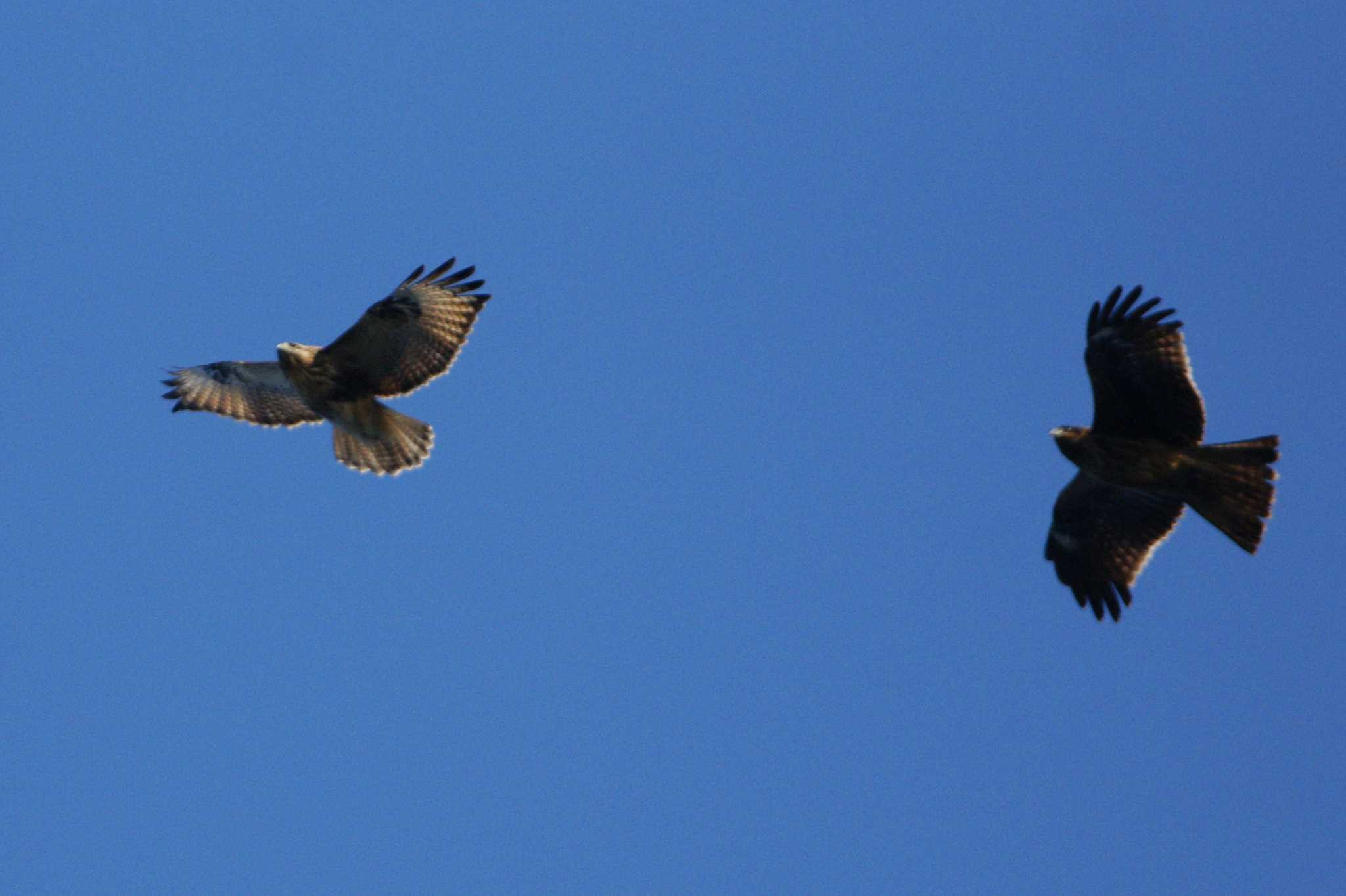 Photo of Black Kite at 東京都多摩地域 by bea