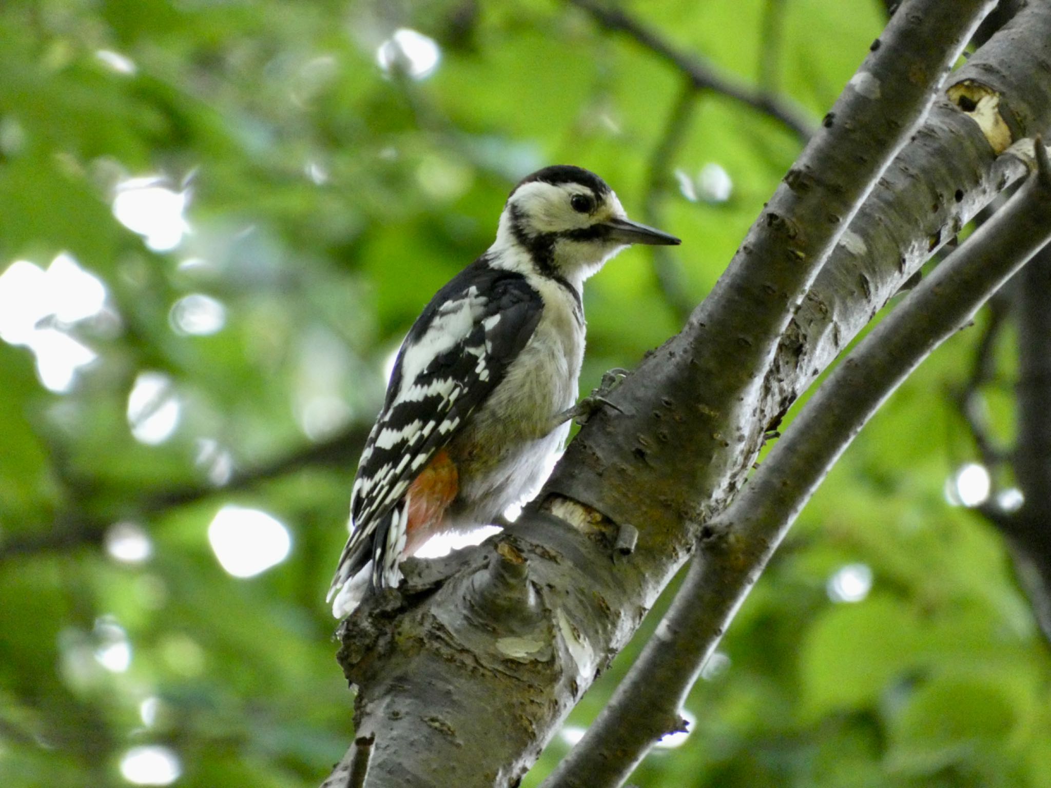 Photo of Great Spotted Woodpecker(japonicus) at  by Mariri1017