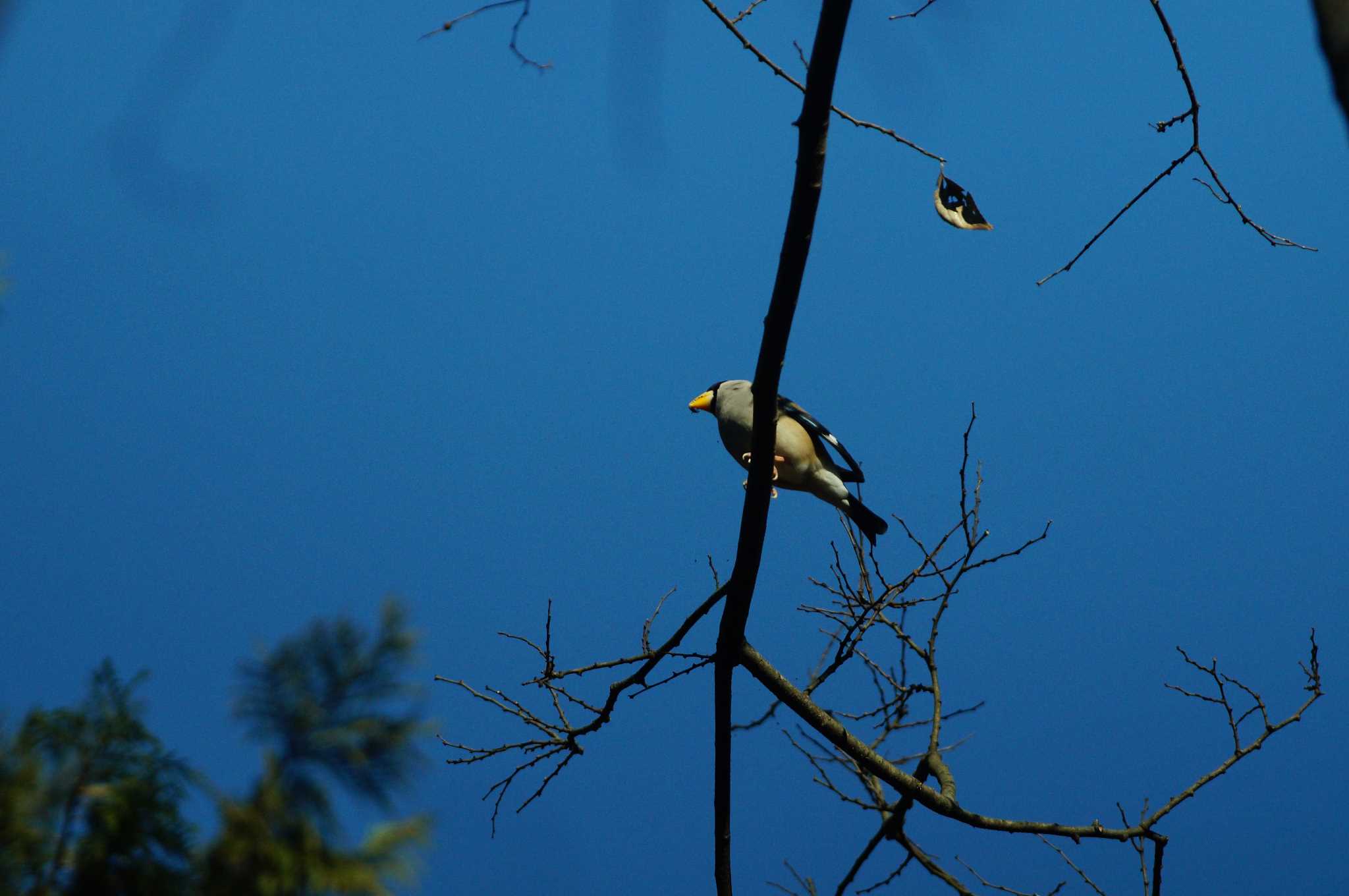 Photo of Japanese Grosbeak at 東京都多摩地域 by bea