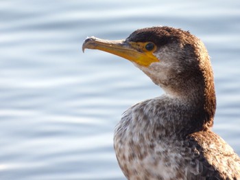 2022年1月20日(木) 市川塩浜の野鳥観察記録