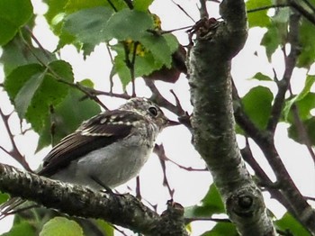 2022年7月28日(木) 八ヶ岳ふれあい公園の野鳥観察記録