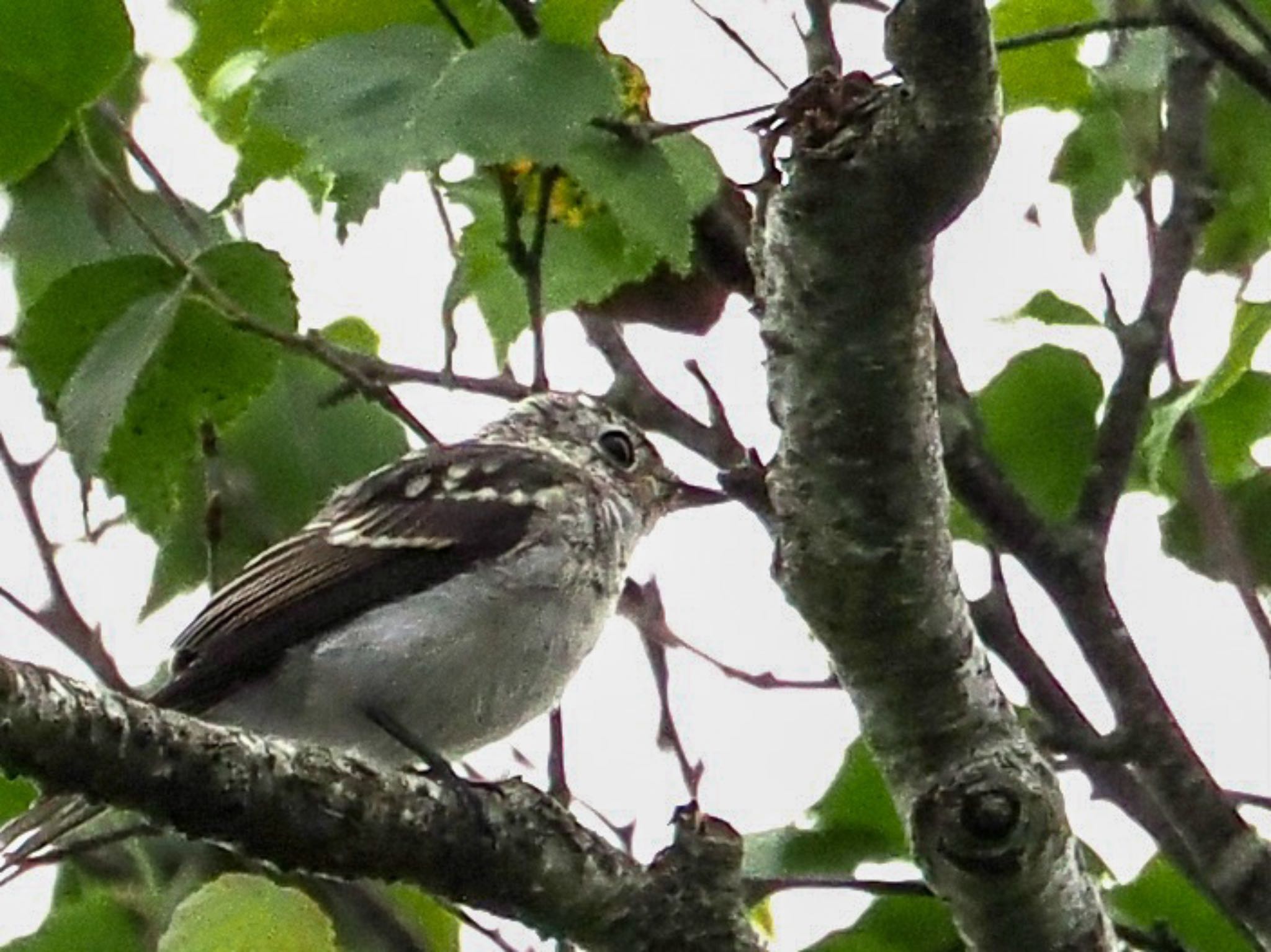 Asian Brown Flycatcher