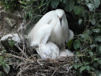 2022年6月5日(日) くつわ堰の野鳥観察記録