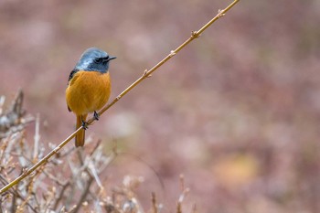 Daurian Redstart Mikiyama Forest Park Thu, 1/4/2018