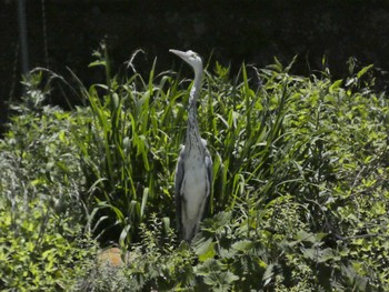 2022年5月29日(日) 菖蒲園の野鳥観察記録