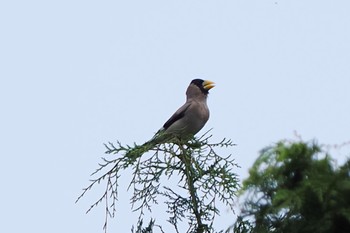 Japanese Grosbeak 箱根森のふれあい館 Sun, 7/17/2022