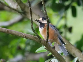 Varied Tit 秩父 Fri, 7/22/2022