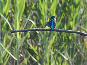 2022年7月30日(土) 白幡沼(さいたま市)の野鳥観察記録