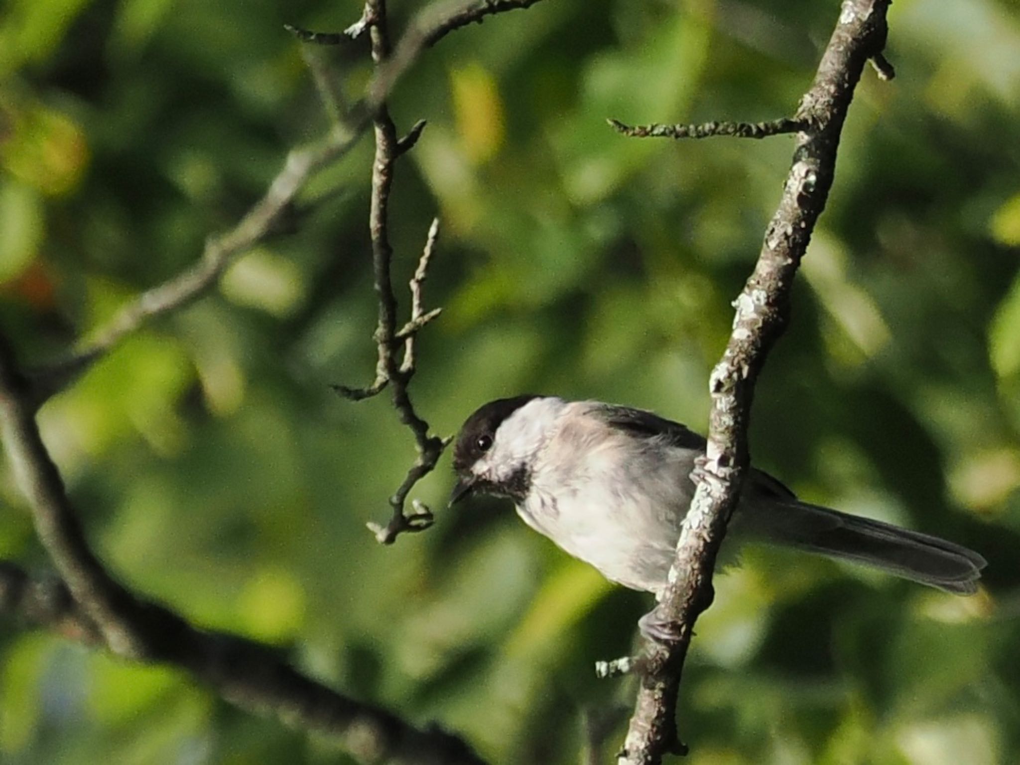 Willow Tit