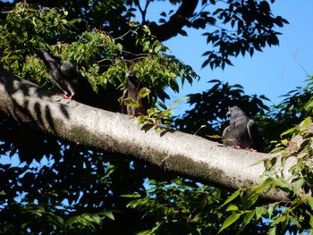 2022年7月29日(金) 日比谷公園の野鳥観察記録