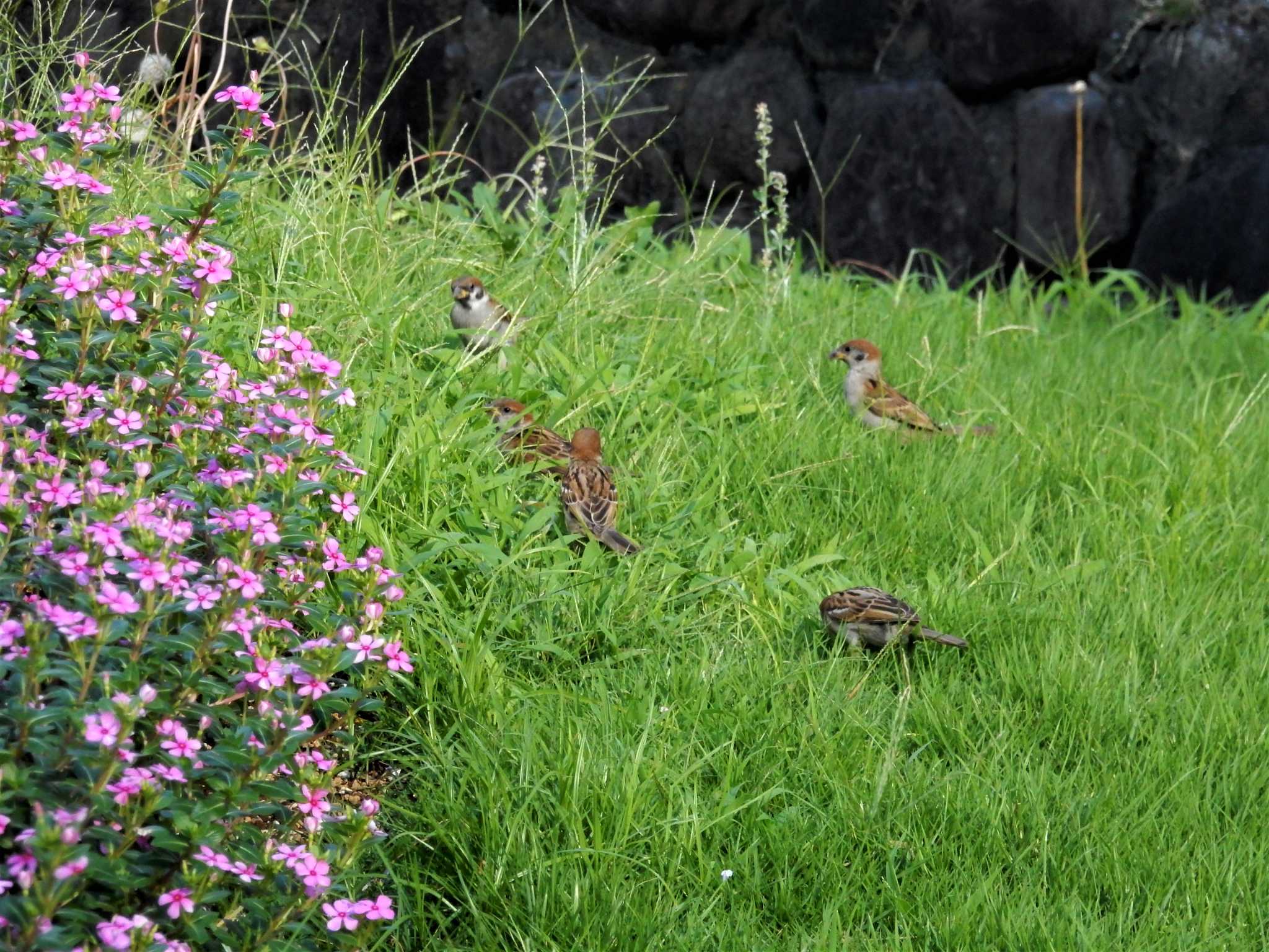 Photo of Eurasian Tree Sparrow at Hibiya Park by morinokotori