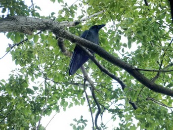 Large-billed Crow Hibiya Park Fri, 7/29/2022