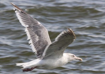 Glaucous-winged Gull はまなすの丘公園(石狩市) Sat, 7/30/2022