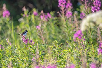 Amur Stonechat 長野県 Fri, 7/29/2022